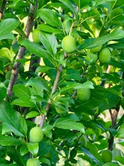 Green plums on tree. Fresh green plums growing on tree branch. Fruits and lush leaves
