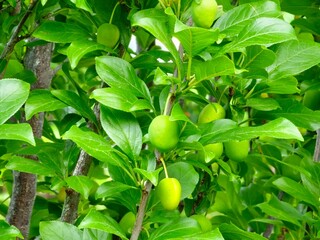 Green plums on tree. Fresh green plums growing on tree branch. Fruits and lush leaves, close-up
