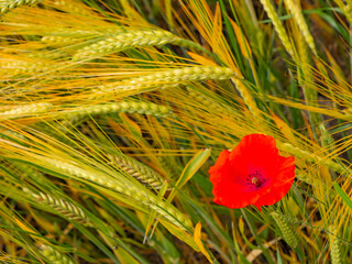 Red poppy blooming among golden barley spikes. A vivid summer scene symbolizing nature,...