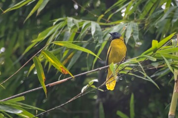 black-headed bulbul (Brachypodius melanocephalos) seen at Dosdewa in Karimganj, Assam, India