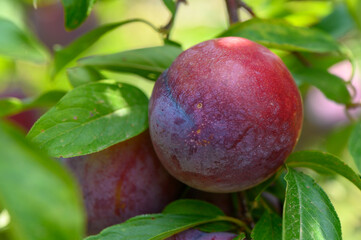 Close-up view of fresh plums growing on a tree branch in a Cypriot garden during summer.