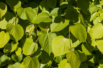 A dense cluster of vibrant green, heart-shaped leaves, illuminated by sunlight.