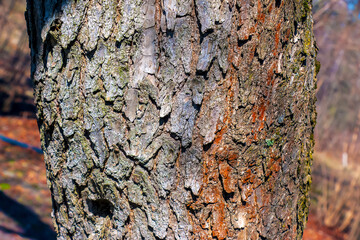 Detail of the bark of a Catalpa tree - Latin name - Catalpa bignonioides