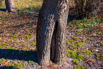 Common catalpa bark detail - Latin name - Catalpa bignonioides