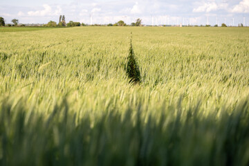 narrow path through green wheat field under blue sky with wind turbines in distance