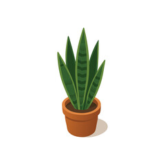 Aloe vera plant in pot
