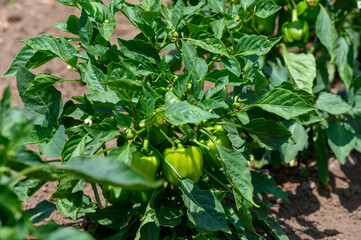 Close-up of vibrant green pepper plants flourishing under the bright Mediterranean sun in a rural...