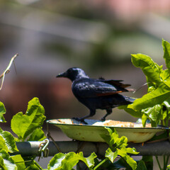Small bird feeding from a tray filled with rice