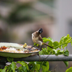 Small woodpecker with black feathers on head and grey feathers on body feeding from a tray with rice inside 
