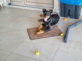 Playful Rottweiler Puppy Eating Apricots