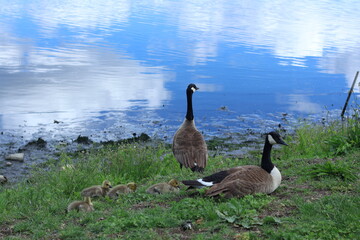 Still Waters, Gentle Guardians