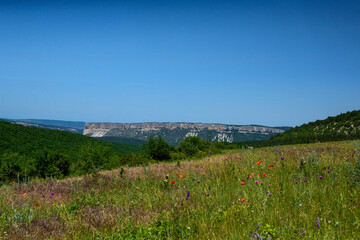 landscape with flowers