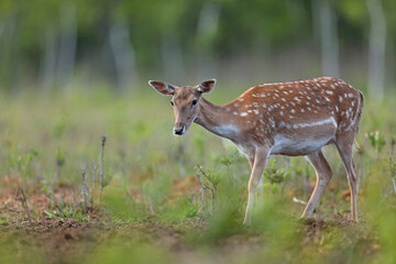 Daniel (Dama dama), fallow deer