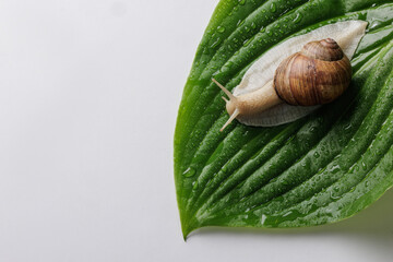 Macro shot of a brown-shelled snail crawling on a fresh green leaf covered in dew drops, isolated...