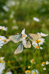 butterfly on a flower