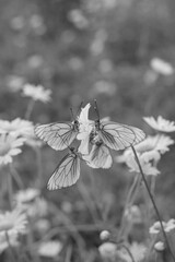 butterfly on a flower