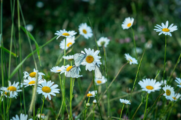 Fototapeta premium daisies in the grass