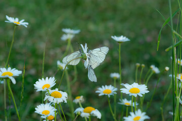 daisies in a field