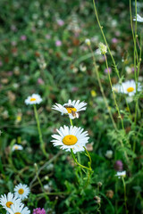 daisies in the grass