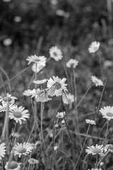 white flowers in the forest