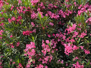 Oleander nerium pink flowers.