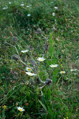 spring in the grass