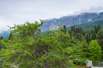forest in the mountains