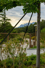 bridge in the park