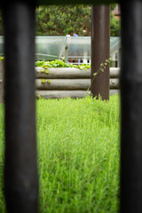 green grass in the garden