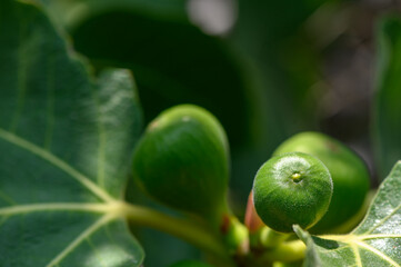 Figs Ripening on Tree in Sunny Cyprus Garden