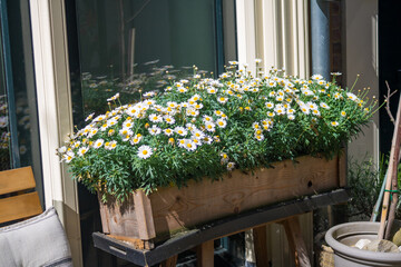 Daisy camomile flower in exterier in Dutch city Deventer. High quality photo