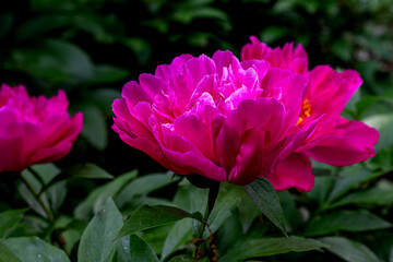 Closeup of beautiful hot pink Chinese Peony flower	
