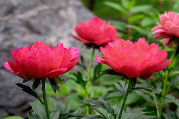 Closeup of beautiful red Peony flower