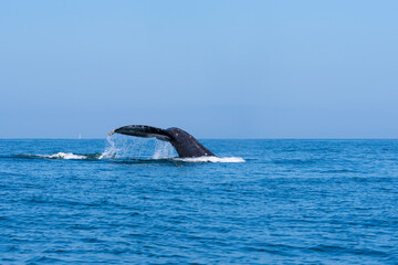 fluke and peduncle of humpback whale or megaptera novaengliae in banderas bay puerto vallarta mexico