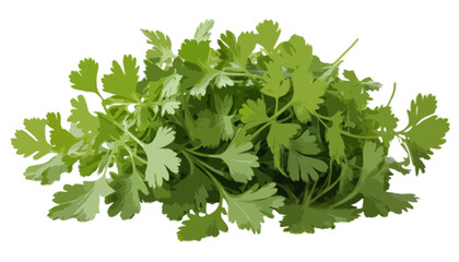 Coriander leaves isolated on transparent background 