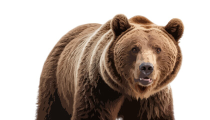 Fototapeta premium Big brown bear isolated on transparent background 