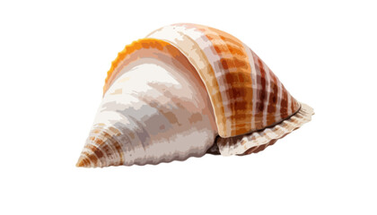 A seashell isolated on transparent background 