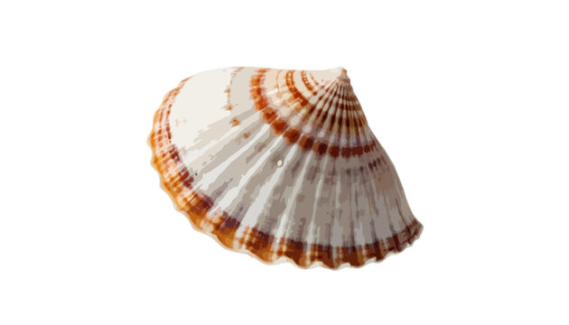 A seashell isolated on transparent background 