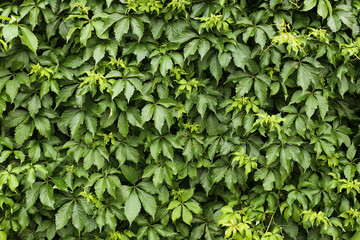 Natural green ivy wall. Dense fresh foliage background. Lush vibrant leaves. Urban garden vegetation. Outdoor climbing plant. Organic living texture. Eco-friendly green architecture.