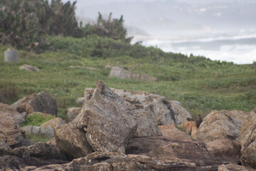 Hyraxes also known as Dassies sitting on rocks next to the ocean