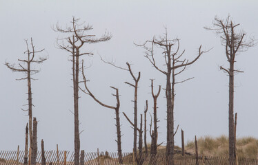 dead tree in the forest in Wales UK