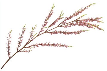 Pink tamarix branch with flowers isolated on white background