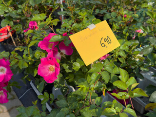 Vibrant pink bonica roses on sale in garden center