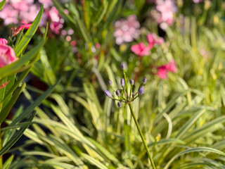 Vibrant garden with blooming flowers and green foliage