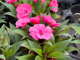 Vibrant pink impatiens flowers with lush green leaves in garden setting