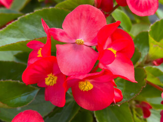 Obraz premium Vibrant red begonia flowers with lush green leaves in bloom