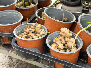 Potted ginger plants in agriculture setting with emerging sprouts