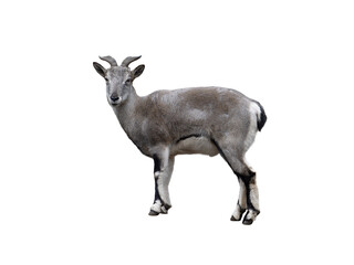 blue sheep (Pseudois nayaur) isolated on white background