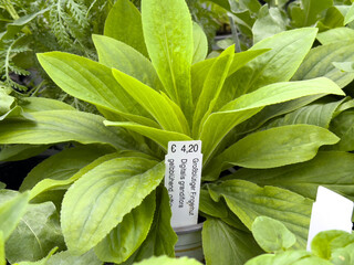 Green broadleaf plantain with price tag displayed in garden center