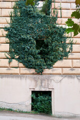 Urban wall almost entirely covered by ivy, a concrete sidewalk and an asphalt road. Background for copy space